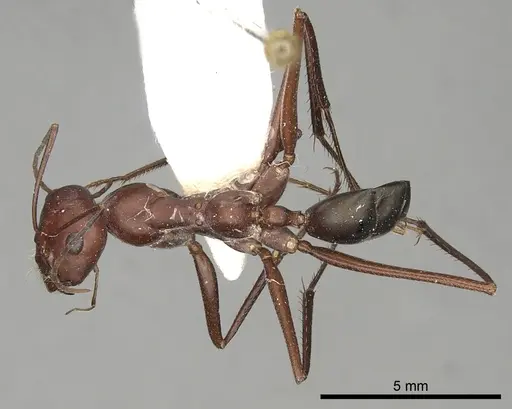 Cataglyphis urens specimen CASENT0249844 image casent0249844_1