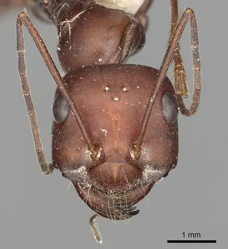 Cataglyphis urens specimen CASENT0249844 image casent0249844_2