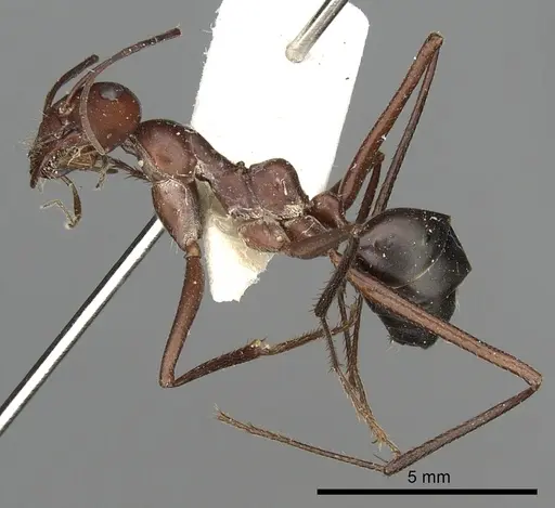 Cataglyphis urens specimen CASENT0249844 image casent0249844_3