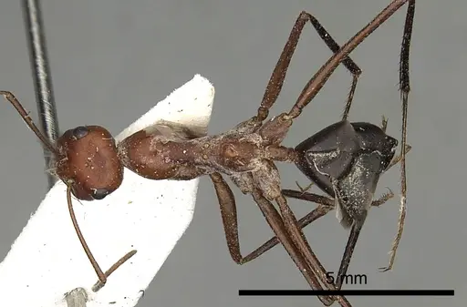 Cataglyphis urens specimen CASENT0249845 image casent0249845_1