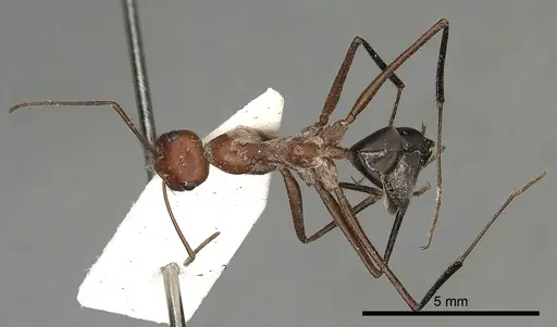 Cataglyphis urens specimen CASENT0249845 image casent0249845_2