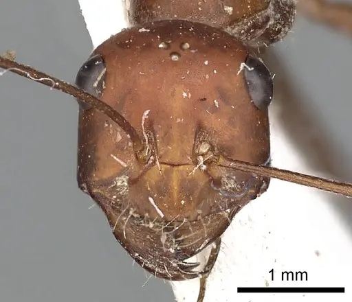Cataglyphis urens specimen CASENT0249845 image casent0249845_3