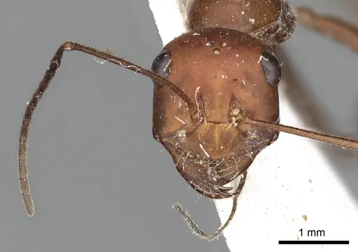 Cataglyphis urens specimen CASENT0249845 image casent0249845_4