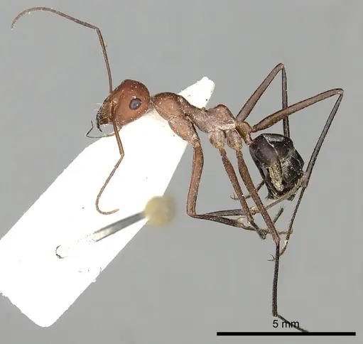 Cataglyphis urens specimen CASENT0249845 image casent0249845_5