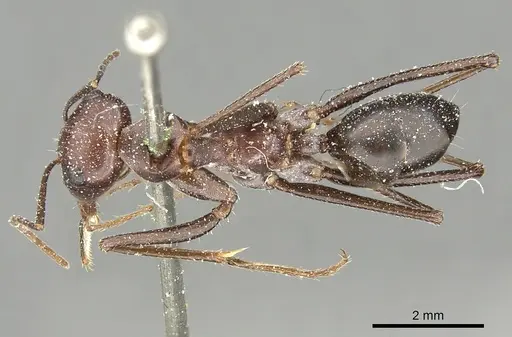 Cataglyphis urens specimen CASENT0249846 image casent0249846_1