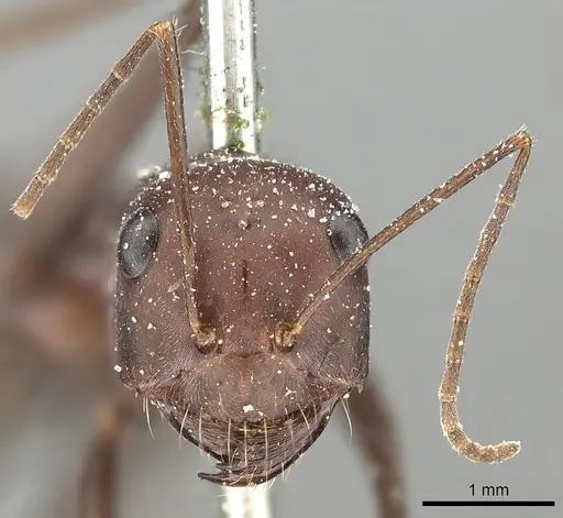 Cataglyphis urens specimen CASENT0249846 image casent0249846_2