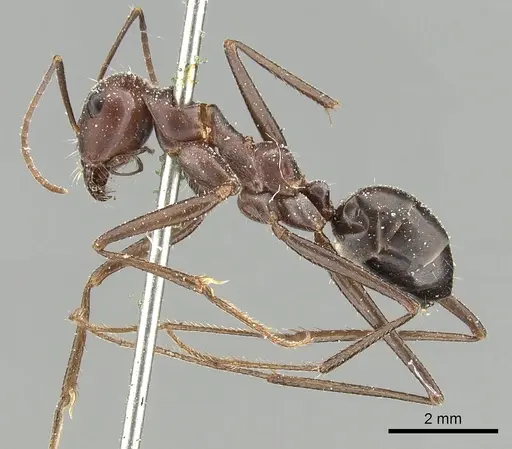 Cataglyphis urens specimen CASENT0249846 image casent0249846_3