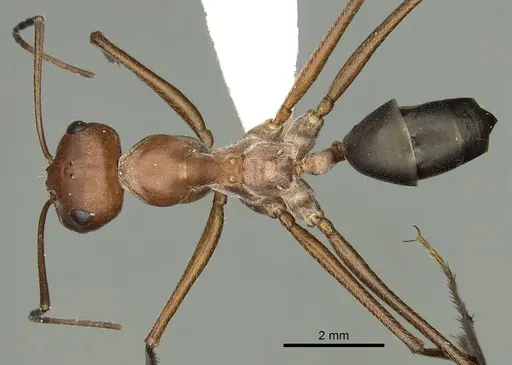 Cataglyphis urens specimen CASENT0280327 image casent0280327_1