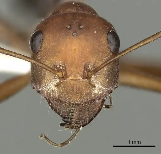 Cataglyphis urens specimen CASENT0280327 image casent0280327_2