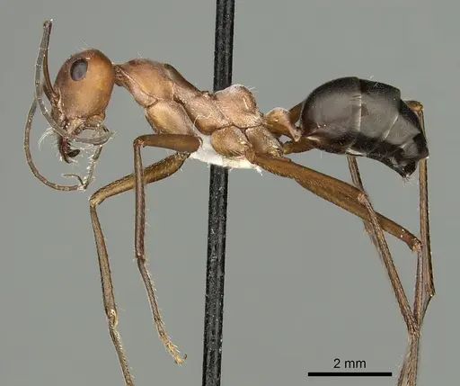 Cataglyphis urens specimen CASENT0280327 image casent0280327_3