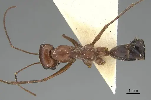 Cataglyphis urens specimen CASENT0922339 image casent0922339_1