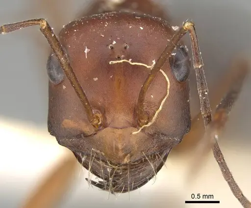 Cataglyphis urens specimen CASENT0922339 image casent0922339_2