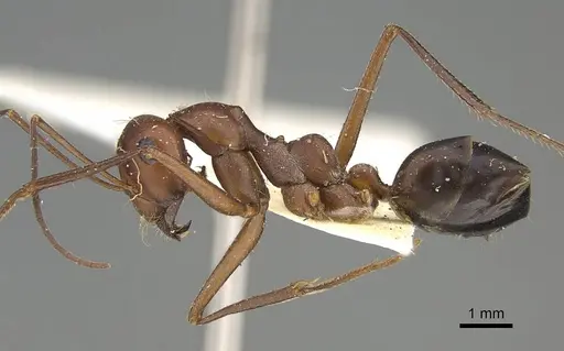 Cataglyphis urens specimen CASENT0922339 image casent0922339_3