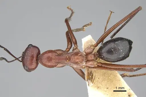 Cataglyphis urens specimen CASENT0922340 image casent0922340_1
