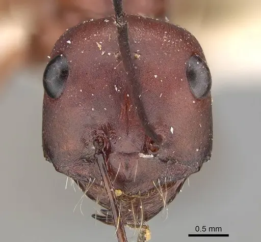 Cataglyphis urens specimen CASENT0922340 image casent0922340_2