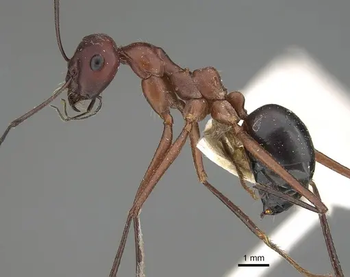 Cataglyphis urens specimen CASENT0922340 image casent0922340_3