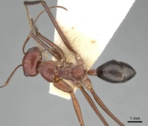 Cataglyphis urens specimen CASENT0922341 image casent0922341_1