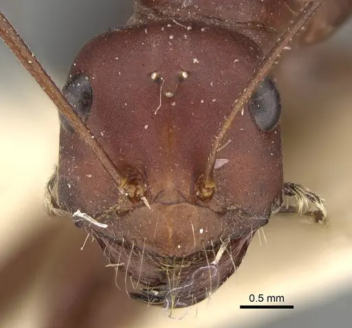 Cataglyphis urens specimen CASENT0922341 image casent0922341_2