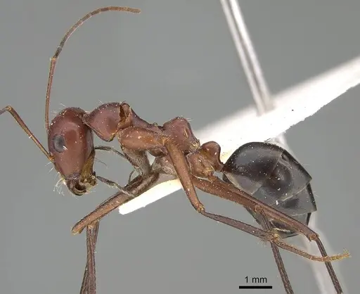 Cataglyphis urens specimen CASENT0922341 image casent0922341_3