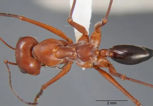 Cataglyphis urens specimen CDA000060 image cda000060_1