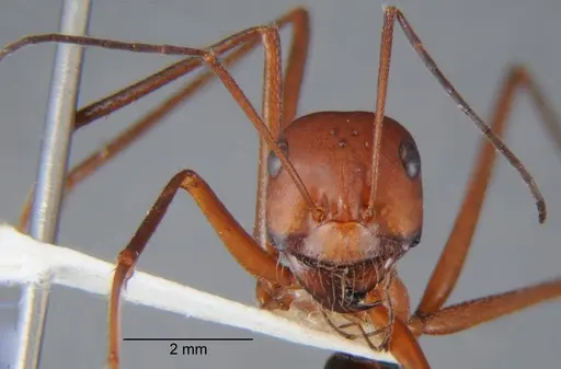 Cataglyphis urens specimen CDA000060 image cda000060_2