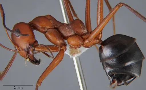 Cataglyphis urens specimen CDA000060 image cda000060_3