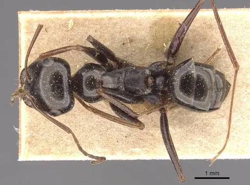 Cataglyphis vaucheri specimen CASENT0905720 image casent0905720_1