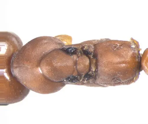 Cataglyphis velox specimen CASENT0823305 image casent0823305_1