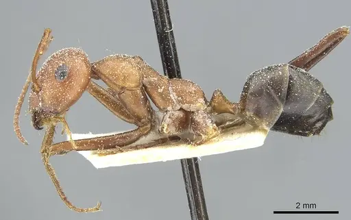 Cataglyphis velox specimen CASENT0912234 image casent0912234_3