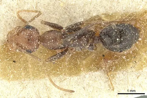 Cataglyphis velox specimen CASENT0912235 image casent0912235_1