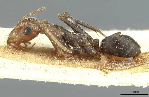 Cataglyphis velox specimen CASENT0912235 image casent0912235_3