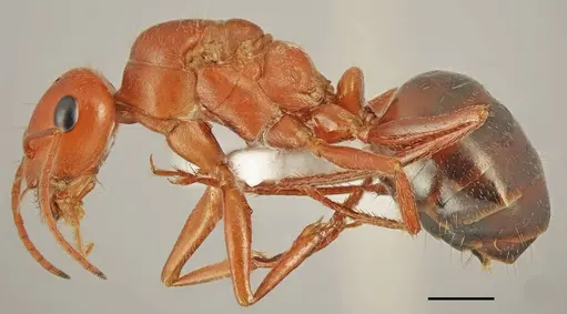Cataglyphis viaticoides specimen CASENT0763857 image casent0763857_1