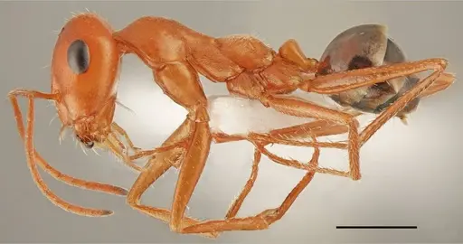 Cataglyphis viaticoides specimen CASENT0763858 image casent0763858_1