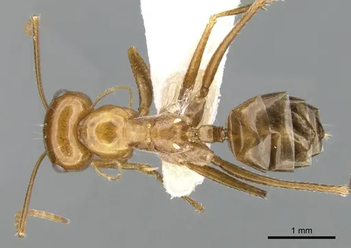 Cataglyphis viaticoides specimen CASENT0906298 image casent0906298_1