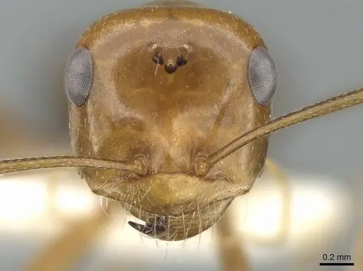 Cataglyphis viaticoides specimen CASENT0906298 image casent0906298_2