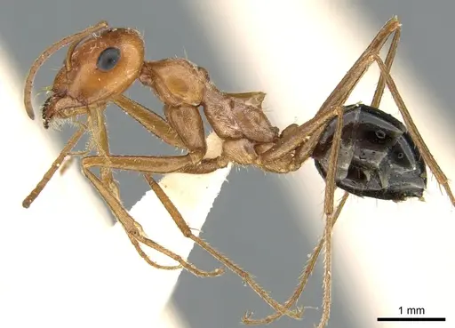 Cataglyphis viaticoides specimen CASENT0906298 image casent0906298_3