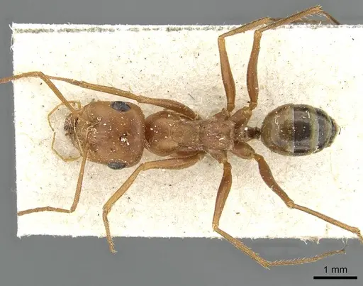 Cataglyphis viaticoides specimen CASENT0911104 image casent0911104_1