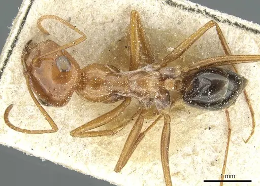 Cataglyphis viaticoides specimen CASENT0912236 image casent0912236_1