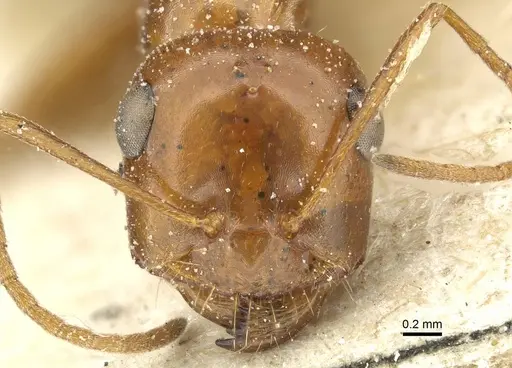 Cataglyphis viaticoides specimen CASENT0912236 image casent0912236_2