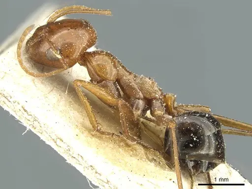 Cataglyphis viaticoides specimen CASENT0912236 image casent0912236_3