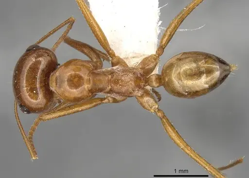 Cataglyphis viaticoides specimen CASENT0915503 image casent0915503_1