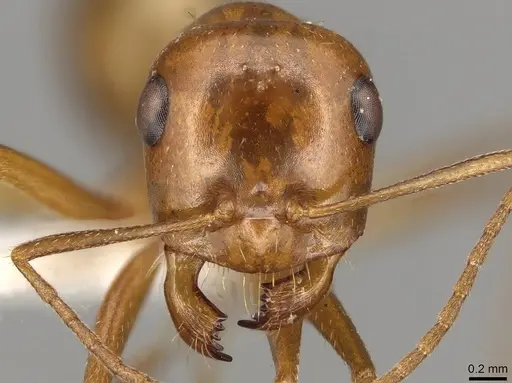 Cataglyphis viaticoides specimen CASENT0915503 image casent0915503_2