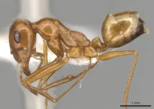 Cataglyphis viaticoides specimen CASENT0915503 image casent0915503_3