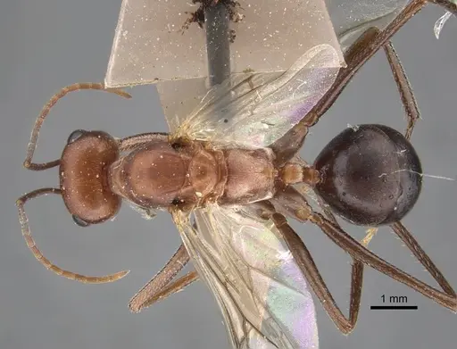 Cataglyphis zakharovi specimen CASENT0917489 image casent0917489_1