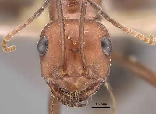 Cataglyphis zakharovi specimen CASENT0917489 image casent0917489_2