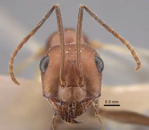 Cataglyphis zakharovi specimen CASENT0917489 image casent0917489_3