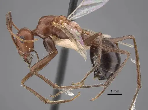 Cataglyphis zakharovi specimen CASENT0917489 image casent0917489_4