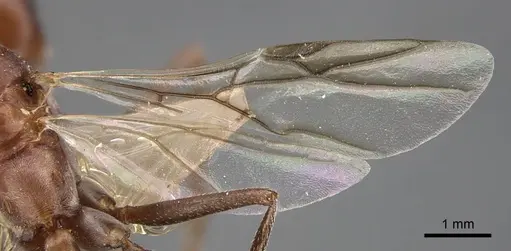 Cataglyphis zakharovi specimen CASENT0917489 image casent0917489_5