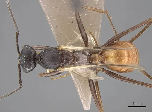 Cataglyphis zakharovi specimen CASENT0917490 image casent0917490_1