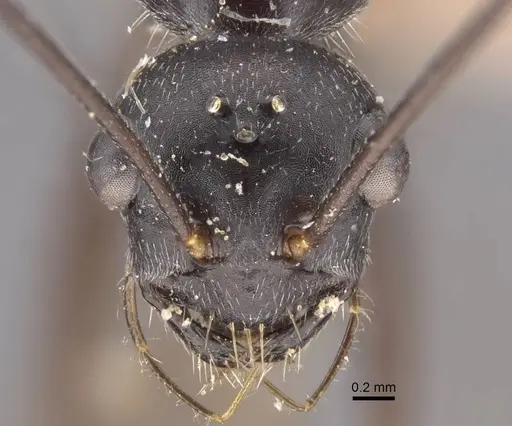 Cataglyphis zakharovi specimen CASENT0917490 image casent0917490_2